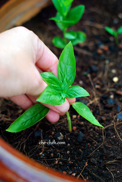 Plant Young Basil Stalk